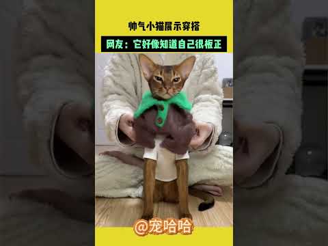 帥氣小貓展示穿搭，網友：它好像知道自己很板正 #宠哈哈