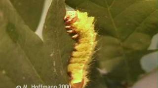 preview picture of video 'Raupe vom Eichenseidenspinner  Antheraea pernii, Oak silkworm'