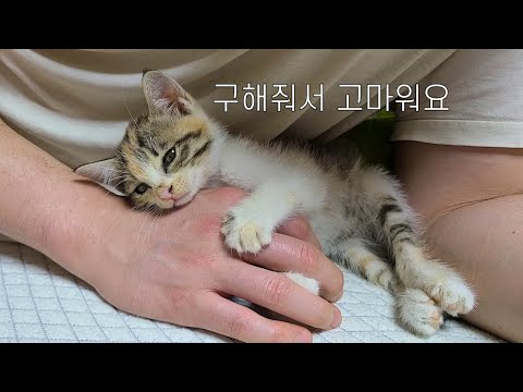 죽기 직전에 구조된 아기 고양이 근황