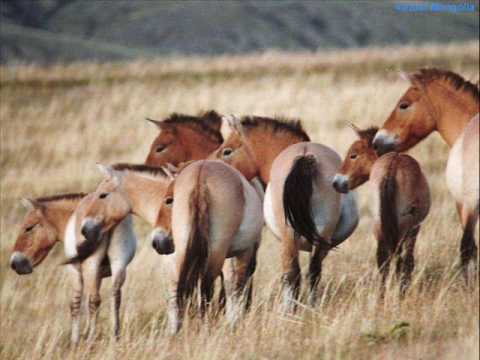 TSOGTDELGER SOLIST SINGER         ''SALKHIN SHARGA''