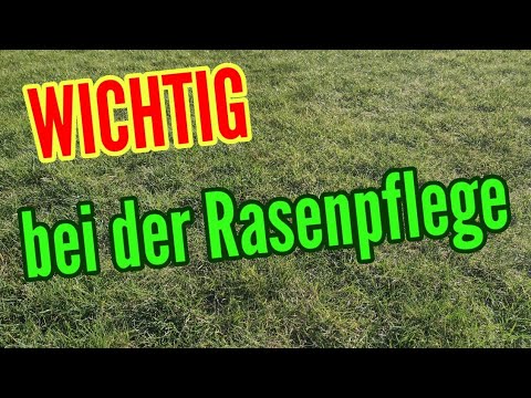 Lawn care 3 IMPORTANT TIPS that must be observed when caring for the LAWN Lawn care spring