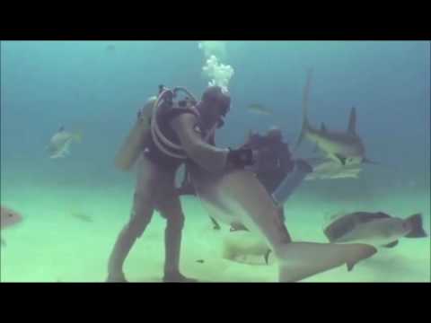 Man kann Haie durch Streicheln der Schnauze hypnotisieren