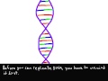 DNA Replication Animation 