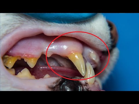 how to get rid of gingivitis in cats naturally