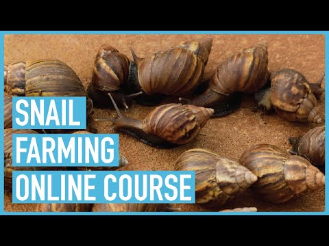 Profitable Pig Farming and Best Practices for success Course Outline