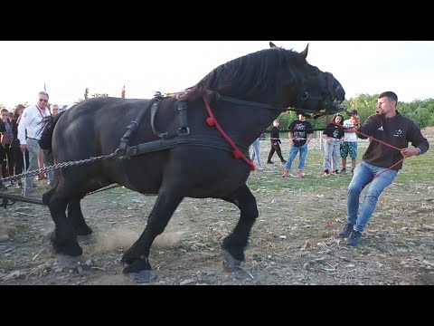 The stallion Tarzan at the Sebi special from Medieșu Aurit 2023