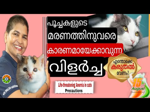 Know The Life-Threatening Anemia In Cats | Mycoplasma In Cats | Killer Diseases @NANDAS pets&us