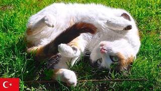 カメラに向かって可愛いポーズ。イスタンブール猫動画【4K】