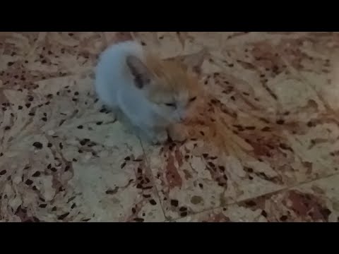 Kitten falls asleep