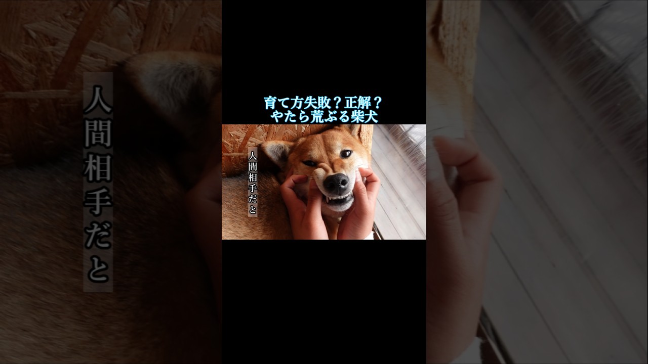 荒ぶる柴犬！教育失敗？正解？　#甲斐犬 #柴犬 #youtubeshorts