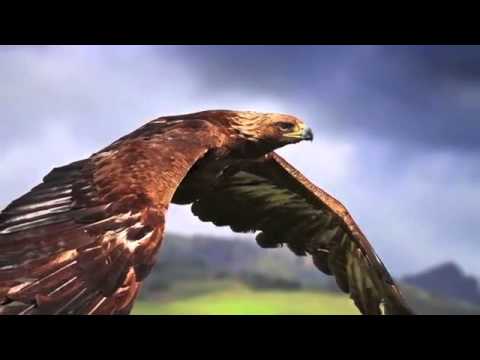 AGUILA Billy Pontoni