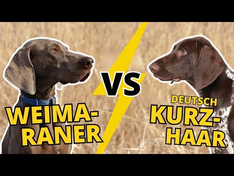 Weimaraner vs. Deutsch Kurzhaar: Welcher ist der BESSERE JAGDHUND?