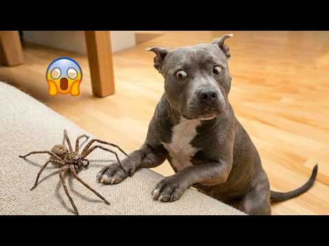 I Wanted a Dog, But God Gave Me a Comedian! 🐶😂| TOP Funny Dog Videos 2026 #5