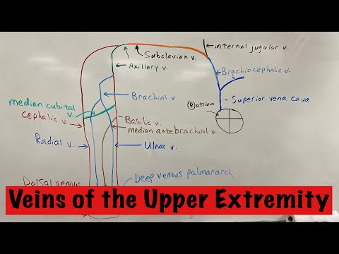 Veins of the upper extremity