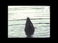 Duck Shows Butt On Command