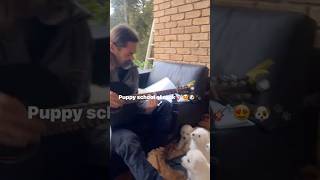 Pure bred maremma sheep dog pups - 10 weeks - video 2