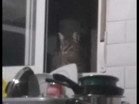 Castro CST - gatos (fmmusta prod.)