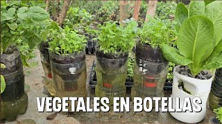 How to produce cilantro in PET bottles