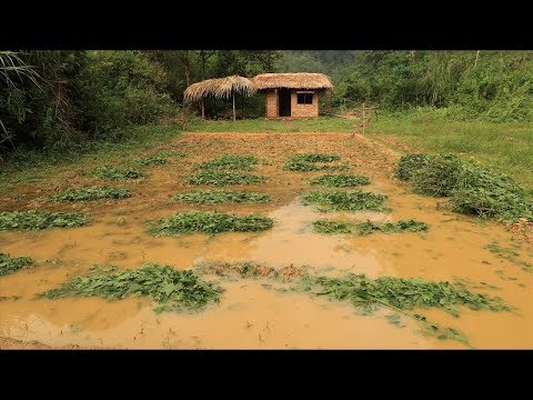 Primitive technology: Farmland, Fertilizer (How to make organic fertilizer) Part 3