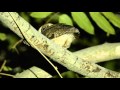Collared Scops Owl With Call Feb 2016 Chiang Mai