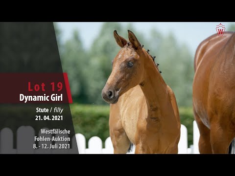 Westfälische Fohlen-Auktion Lot 19 Dynamic Girl Stute v. Dynamic Dream - Comme il faut NRW