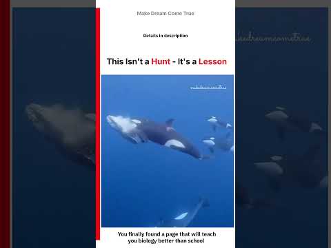 🐬 This Isn't a Hunt - It's a Lesson ☠️ | MDCT