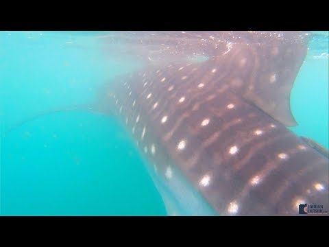 Whale Shark Encounter Excursion through Cabo Adventures