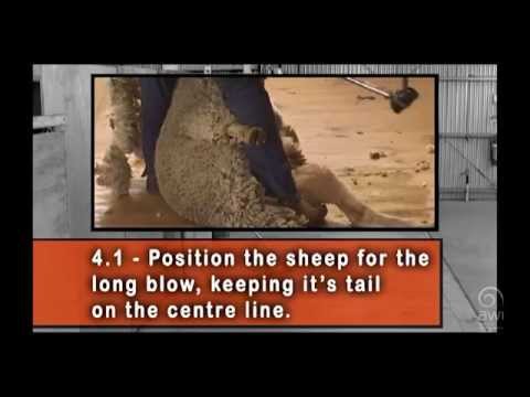 AWI Novice - Shearing positions - The Long Blow - Position and Control