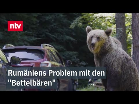 Rumäniens Problem mit den "Bettelbären" - Touristen füttern leichtfertig  | ntv