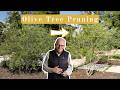 How To Prune & Shape Olive Trees
