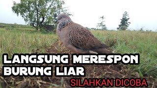 Download lagu LANGSUNG MERESPON BURUNG LIAR SILAHKAN DICOBA@tekukurkarawang mp3