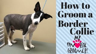 How To Groom A Border Collie