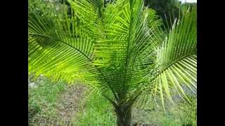 Ravenea rivularis Majesty Palm Ravenea rivularis Majesty Palm