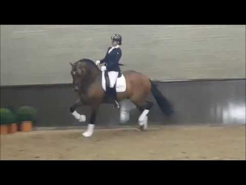 Erdinger Hengstvorführung Stal Tewis