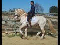 LUSITANO PIAFFE 10 YO
