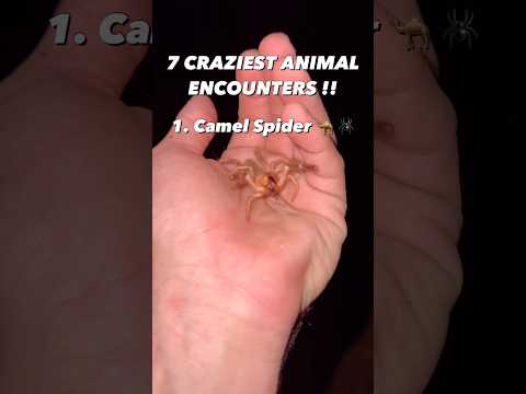 NOT actually a spider ?? 🤔 #animals #spider #snakes