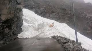 preview picture of video 'Avalanche at pooh block of kinnaur himachal India'