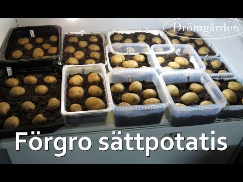 fördriva potatis på jordbädd