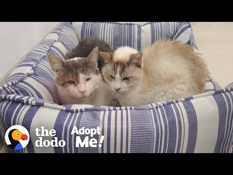Bonded Shelter Cats Are Looking For A Home Together  | The Dodo Adopt Me!