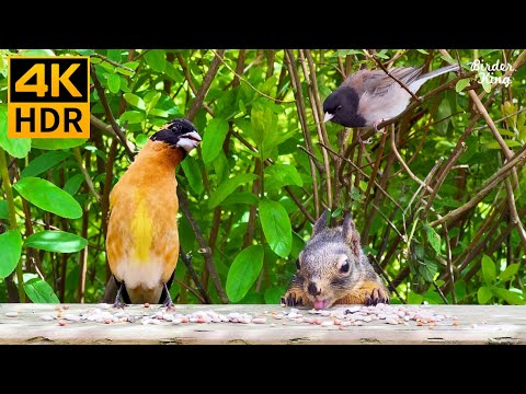 Cat TV for Cats to Watch 😺 Beautiful birds and cute squirrels in summer 🐦🐿 8 Hours(4K HDR)