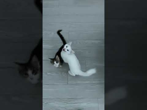 #cat white haired blue eyed cats are more likely to be deaf, but he was so QUIET