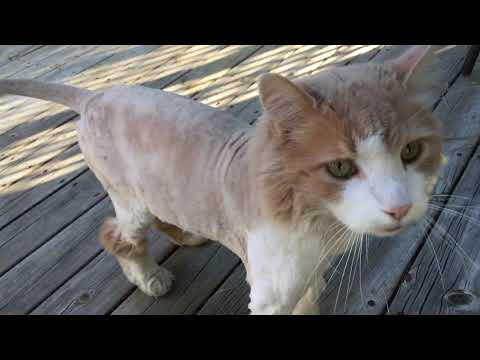 MAINE COON CAT GETS A HAIRCUT FOR SUMMER.
