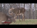 Buck Sheds Antlers & Still Tries To Fight!!