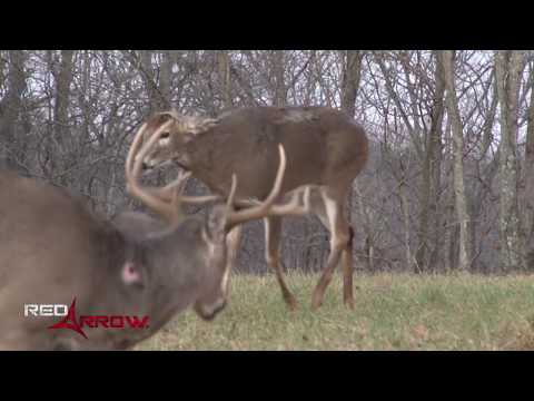Buck Sheds Antlers & Still Tries To Fight!!