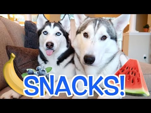 3 Amazing Snacks Siberian Huskies Love To Eat! (EASY HOME RECIPES!)