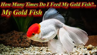 How Many Times Do I Feed My Gold Fish?... Is Feeding Too Much A Problem?.. / Fish Aquarium Tamil