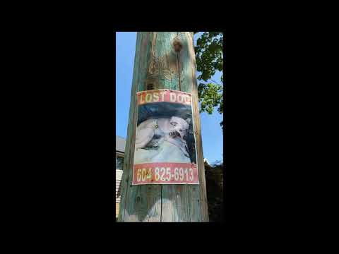 [FREE FOR PROFIT] night lovell x zillakami x scarlxrd x ghostemane - agressive (prod. by greyhoody)