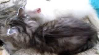 preview picture of video 'N2-Kitten der Sibirischen Katzen vom Ohlenberg beim Trinken am 14.04.2013'