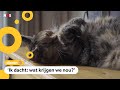Vermiste poes Vlekje toevallig gevonden door tv-programma
