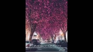صلاح الباجي تلاوة رائعة